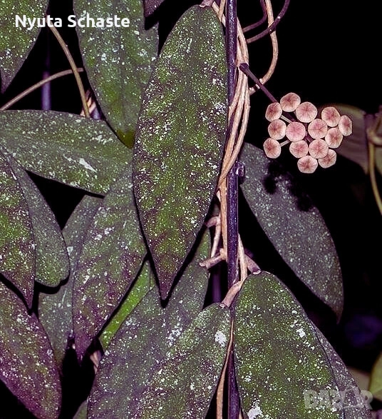 Хоя. Hoya Scortechinii UT-001, снимка 1