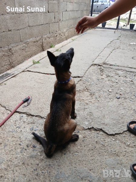 Белгийска овчарка Малиноа , снимка 1