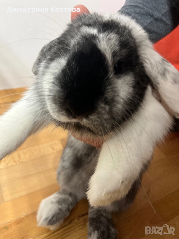 Подарявам декоративно зайче, клепоухо , снимка 1