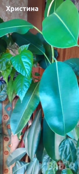 Голям фикус ,зокум и мн .други.Заповядайте на адрес ., снимка 1