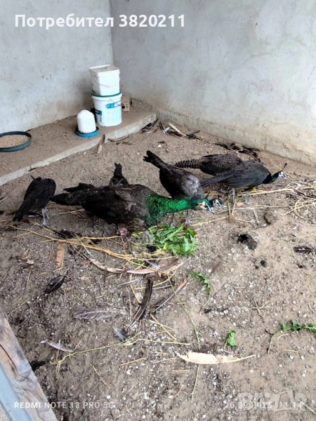 Продавам млади зелени пауни, снимка 1