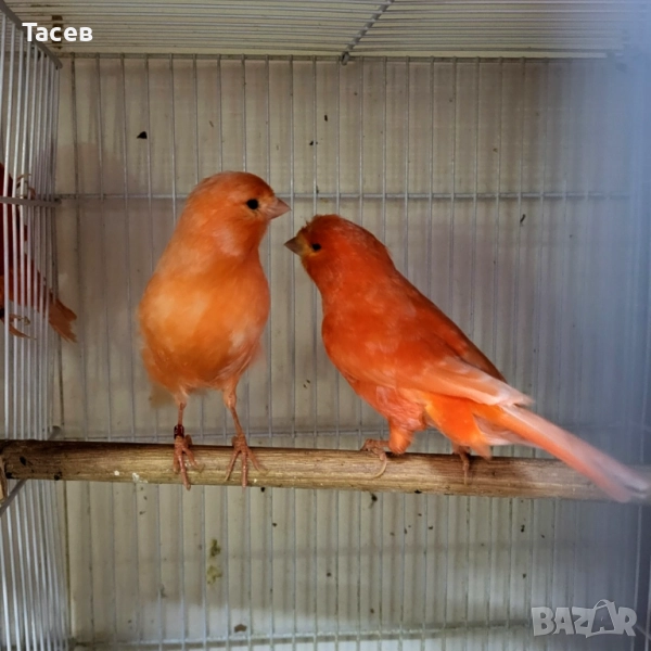 Канарчета, снимка 1