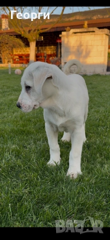 Алабай (Средноазиатска овчарка)