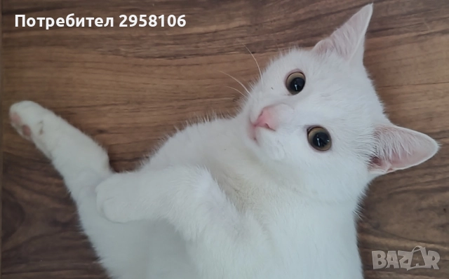 коте, снежно бяло момче, 8 мес., снимка 3 - Британска късокосместа - 51471264