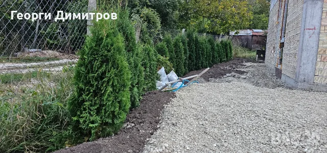 Западна туя фастигиата.