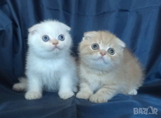 Клепоухи късокосмести котета, снимка 10 - Британска късокосместа - 43400066