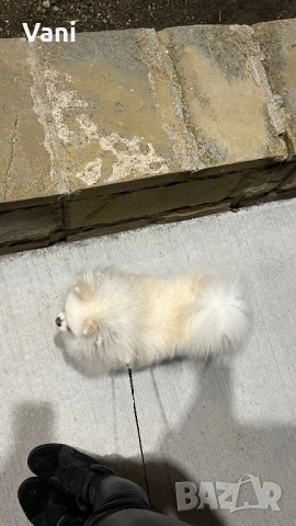 Женски померан с родословие, снимка 2 - Померан - 50587143