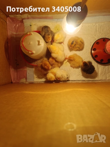 Продава пиленца на 4 дни