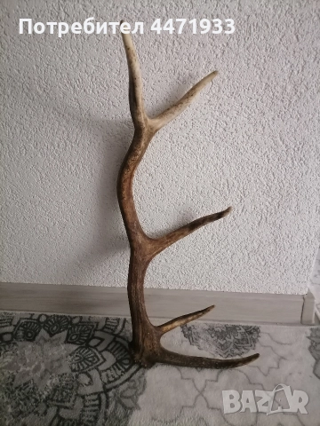 Рога от елен , снимка 2 - Декорация за дома - 52838162