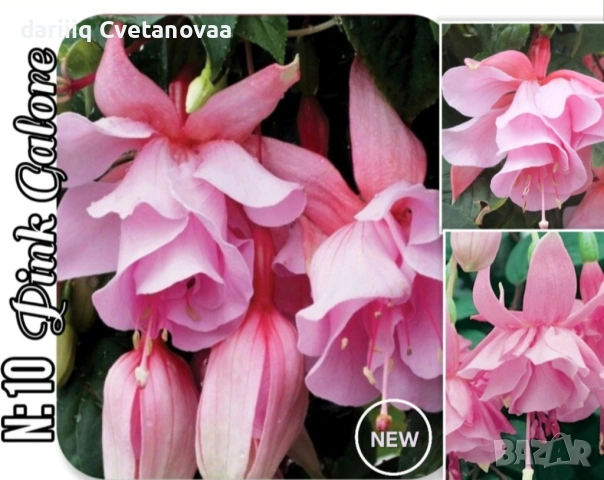 Фуксия за Градинска3.85€ и Каскадна 2.90€, снимка 14 - Градински цветя и растения - 54205891