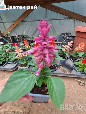 Два вида пламъче, няколко цвята , снимка 9 - Градински цветя и растения - 54282774