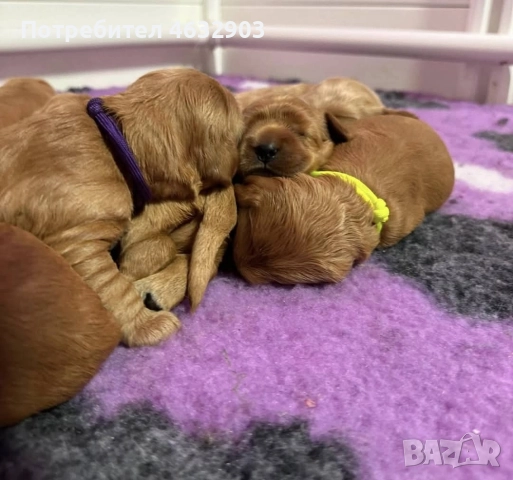 кокер шпаньол момче родословен баща , снимка 7 - Кокер шпаньол - 52776611