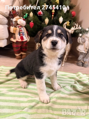 ,,Подарявам кученце”