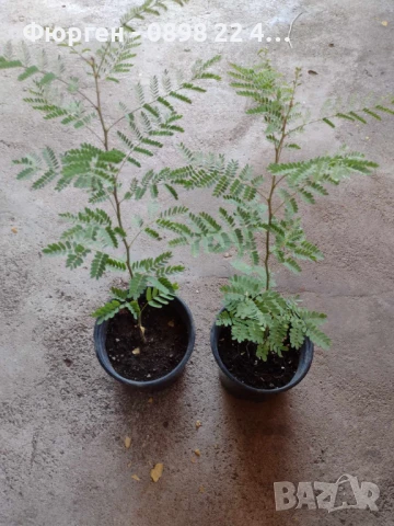 Цезалпиния, снимка 4 - Разсади - 51161551