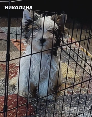 Продавам Йоркширски териер 