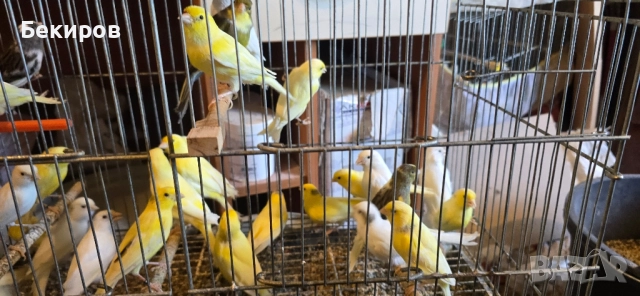 продавам канари , снимка 2 - Канари - 48365197