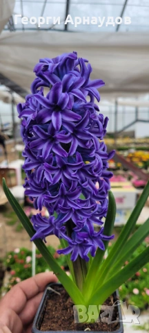 Зюмбюлл, снимка 7 - Градински цветя и растения - 53247943