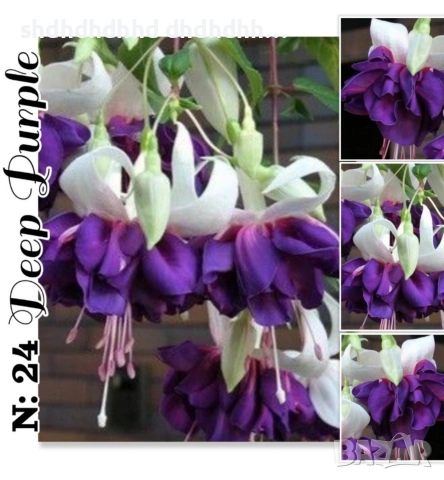 Фуксия студоустойчива градинска и Каскадна едроцветна фуксия , снимка 6 - Градински цветя и растения - 54231805