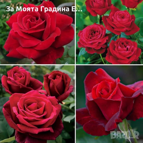 Сортови Рози 🌹 , снимка 5 - Градински цветя и растения - 54032738