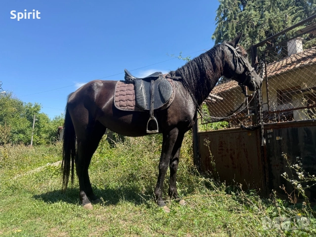 Ездитна кобила Марта, снимка 2 - Коне - 51464803