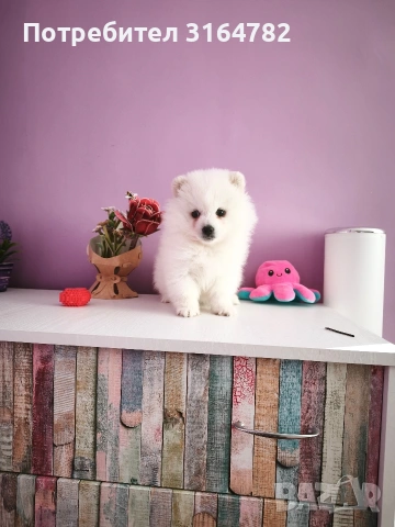 Померан Померанчета