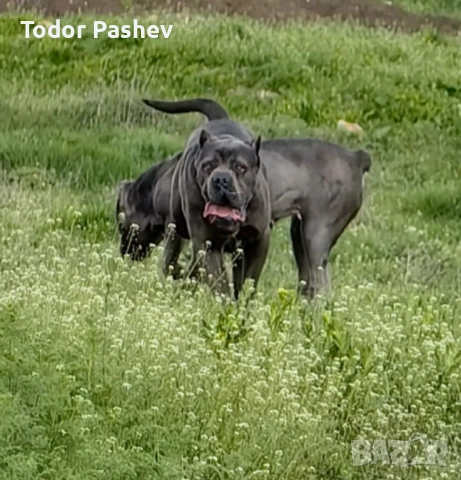 Кане корсо , снимка 5 - Кане корсо - 53057547