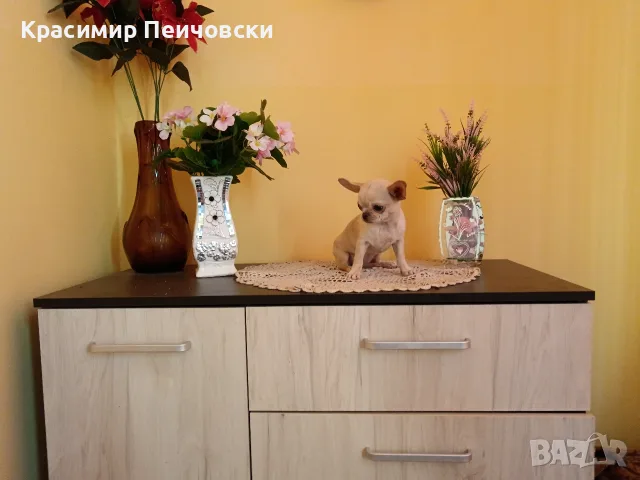 женско чихуахуа. , снимка 4 - Чихуахуа - 55766980
