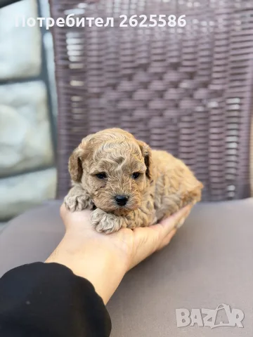 Той пудел toy poodle, снимка 8 - Пудели - 56356970