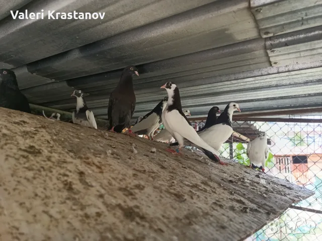 Продавам Гълъби, различни видове, снимка 2 - Гълъби - 54180020