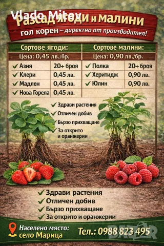 предлагам елетн расад ягоди, снимка 3 - Разсади - 56331316
