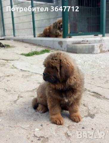 Тибетски мастиф , снимка 2 - Мастиф - 54087033