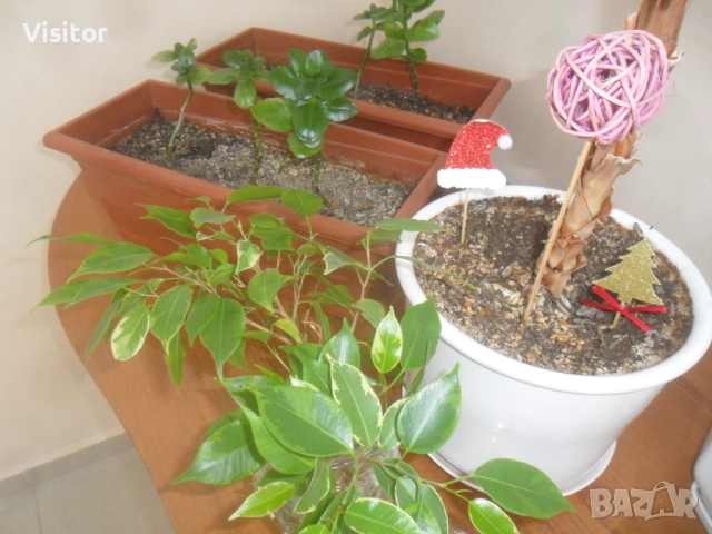 фотоапарат Samsung ES65  12.2 Мpx, снимка 15 - Фотоапарати - 52871501