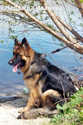 мама, тати и техните сладурчета, снимка 8 - Немска овчарка - 52587718