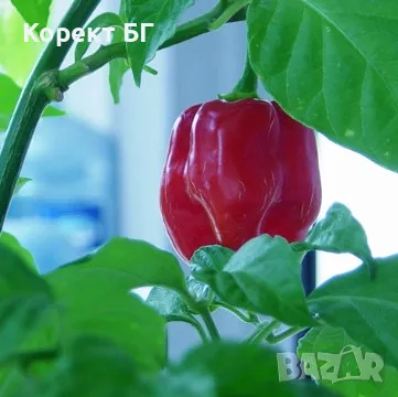 Чушка и семе от най-лютите сорт чушки в СВЕТА! Каролина Рийпър, Червено Хабанеро, Халапеньо , снимка 7 - Разсади - 49863001