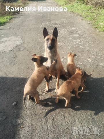 Продавам белгийски овчарки, снимка 2 - Белгийска овчарка - 52576640