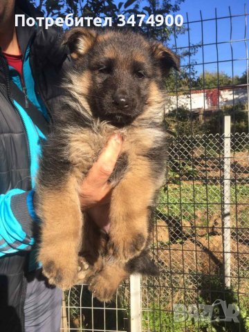 Немска овчарка: Продавам кучета на ХИТ цени - Обяви онлайн на най-добри  цени — Bazar.bg
