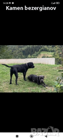 Кане Корсо Смолян , снимка 13 - Кане корсо - 52457720