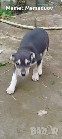 Пинчери Момче и момиче , снимка 3 - Пинчер - 52918903