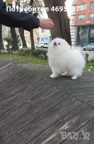 Померан момче, снимка 5 - Померан - 52930250