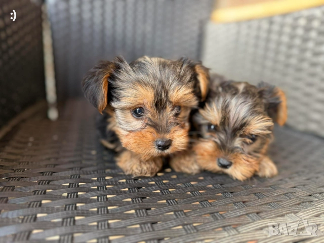 Йоркширски териер Актуално от 19.12.2025, снимка 2 - Йоркширски териер - 52839494