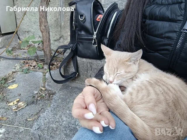 Подарявам коте СПЕШНО , снимка 3 - Други - 56334764