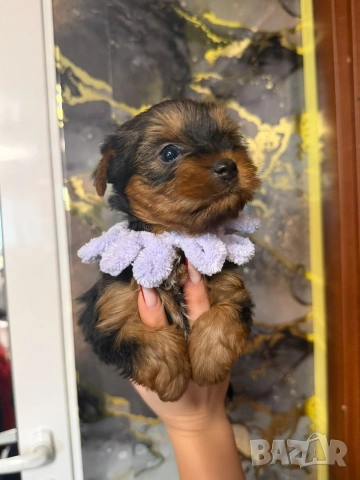 Йоркширски териер , снимка 5 - Йоркширски териер - 53259060