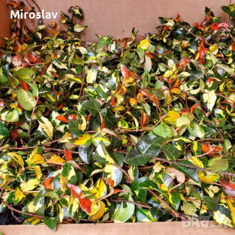 Азиатски Жасмин-(Триколор), снимка 9 - Градински цветя и растения - 49373875