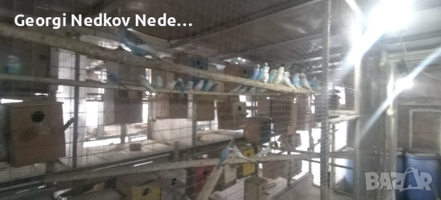 Продавам вълнисти , снимка 3 - Папагали - 53025277