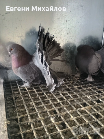 Фенерлии , снимка 10 - Гълъби - 53045490