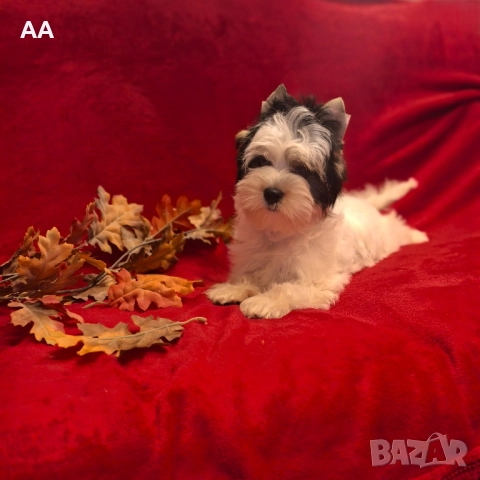 Йорки Бивер с родословие, момиче, снимка 2 - Йоркширски териер - 52332172