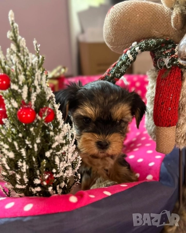 Мини йорки , снимка 2 - Йоркширски териер - 52832440