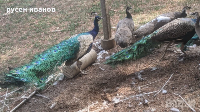 пауни 1и3 години, снимка 4 - други­ - 51169752