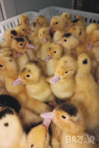 оплодени Яйца ЮРДЕЧКИ -ПАТИЦИ -ГЪСКИ -Разплодни яйца за люпене от Патки породата бяла Московска., снимка 8 - Кокошки и пуйки - 54196584