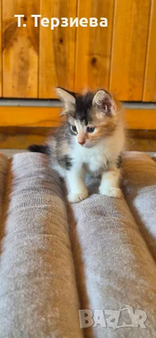 Продавам сибирски котенца , снимка 6 - Сибирски - 55796472